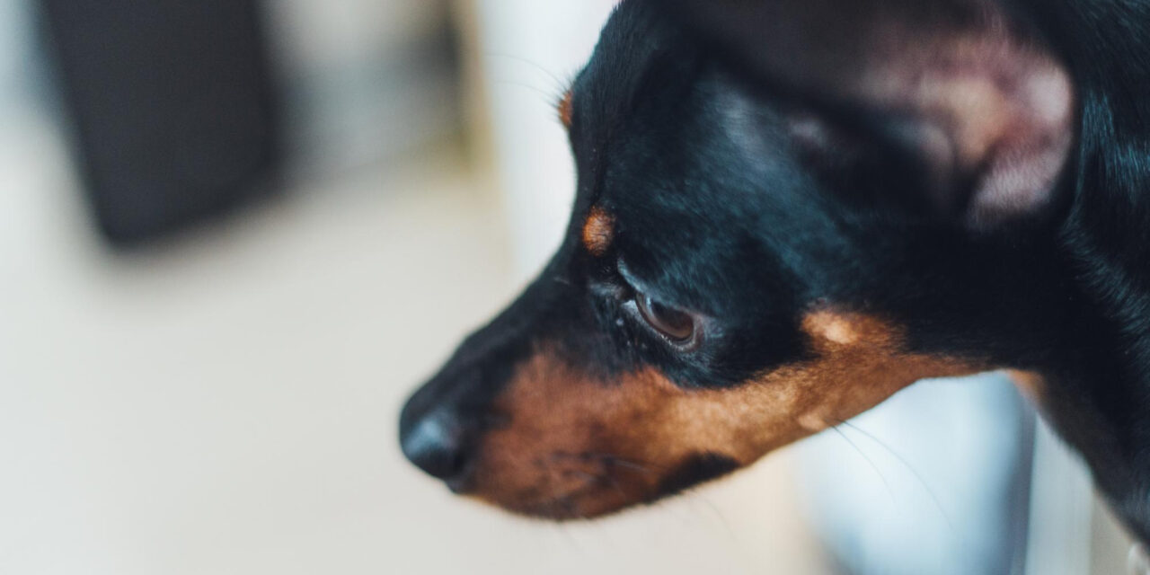 Dog Diarrhea: Causes, Red Flags, and What to Do