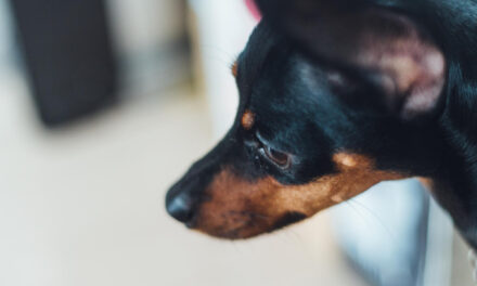 Dog Diarrhea: Causes, Red Flags, and What to Do