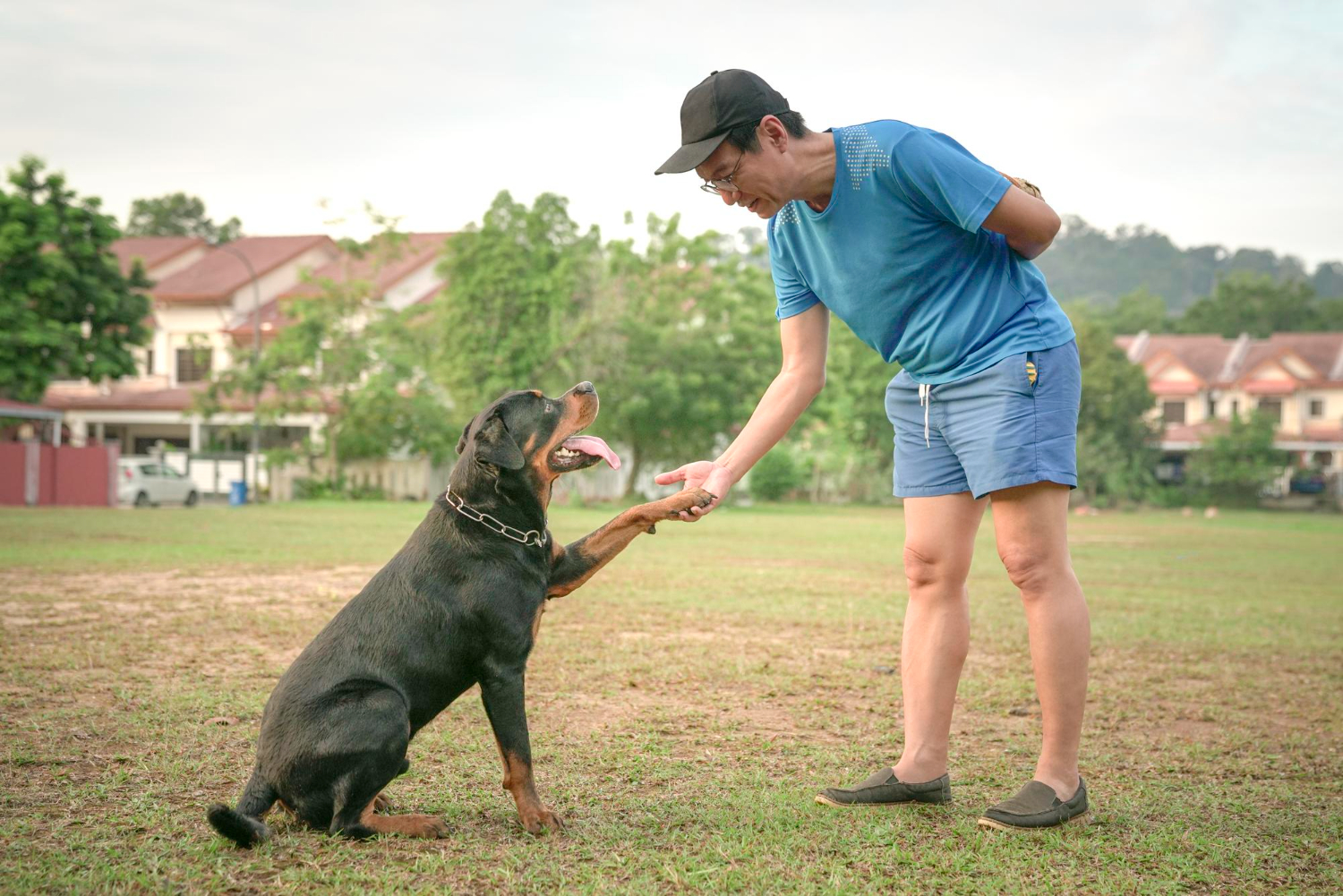 How Much Exercise Does a Dog Need