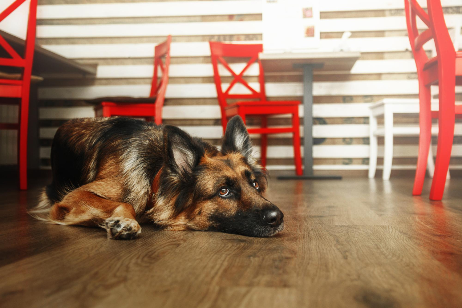 Dog-Proofing Your Home