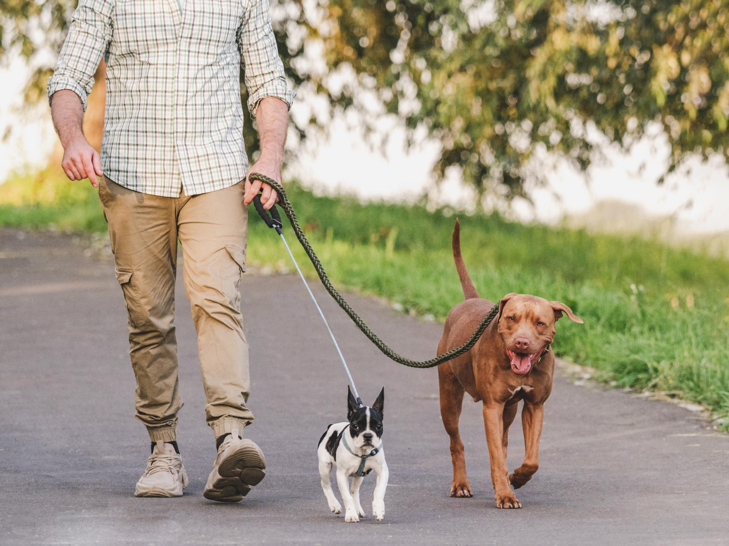 How Often Should You Walk Your Dog