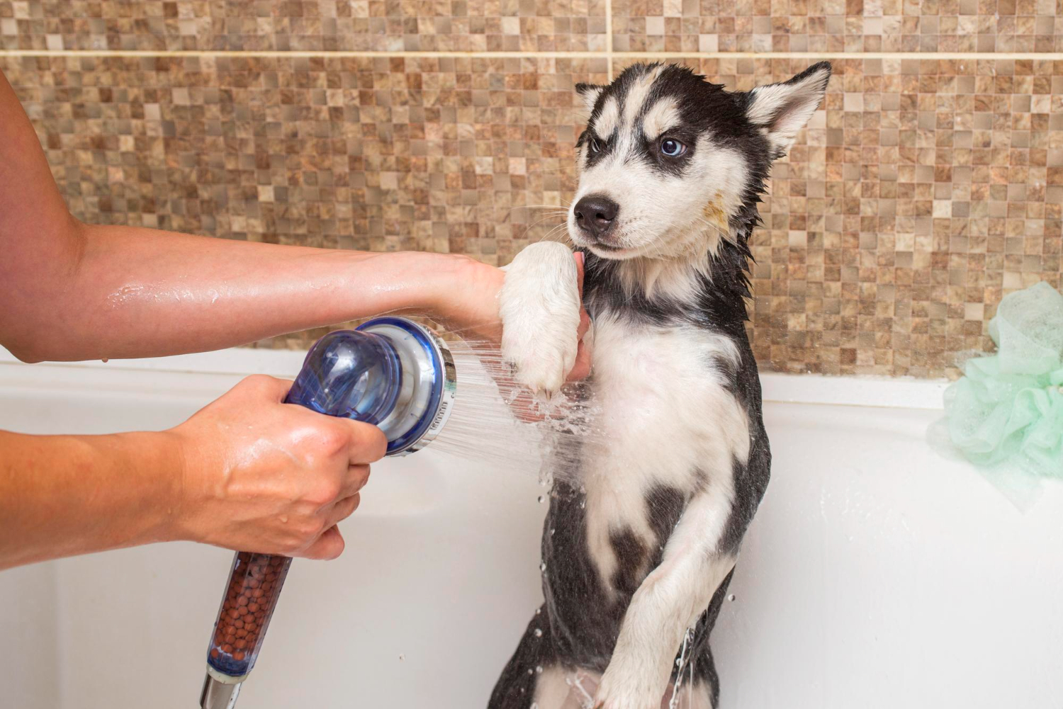 How Often Should You Bathe Your Dog