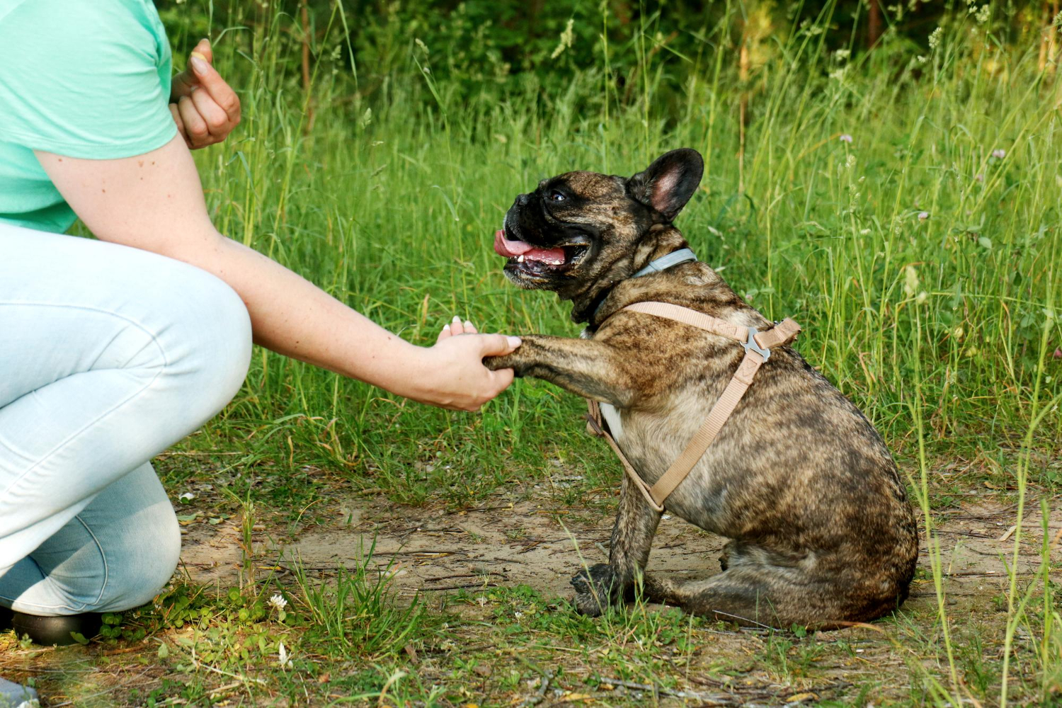 Dog Training Basics