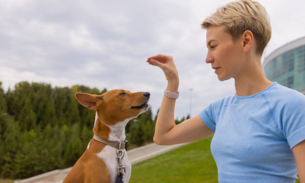 How Much Exercise Does a Dog Need? A Guide by Age, Size, and Lifestyle