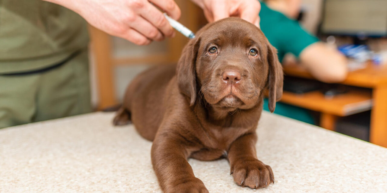Puppy Vaccination Schedule: Shots, Vet Planning, and Safe Experiences