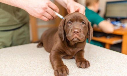 Puppy Vaccination Schedule: Shots, Vet Planning, and Safe Experiences