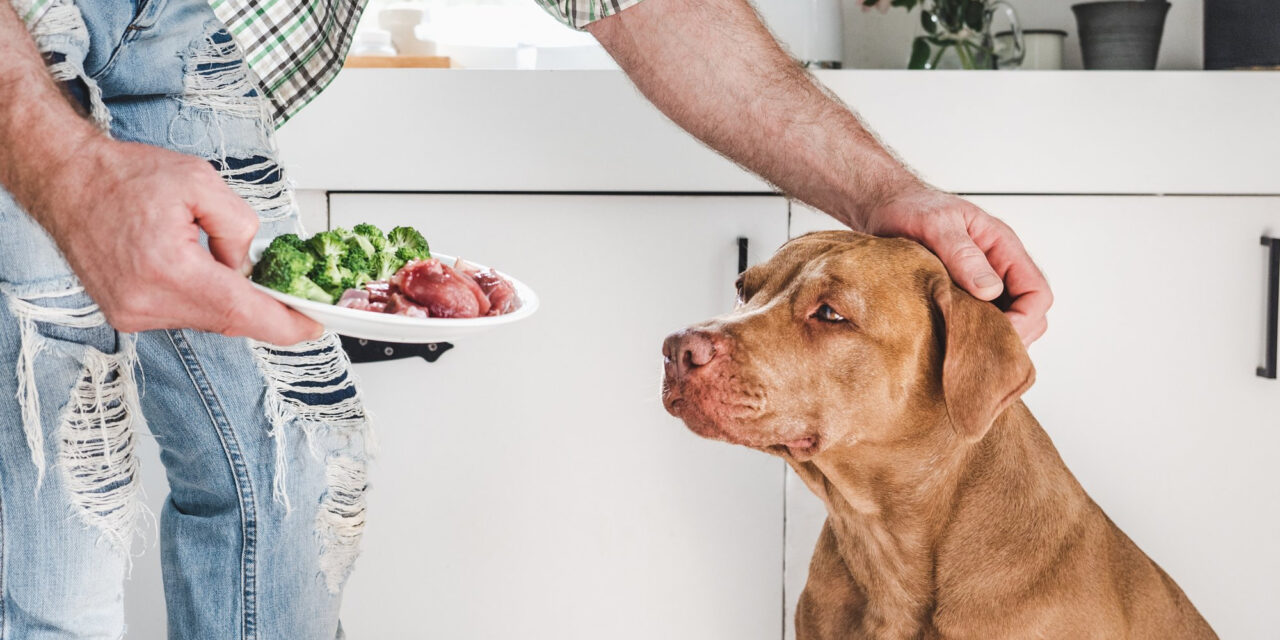 Homemade Dog Food: Nutrition Requirements, Risks, and Expert Help