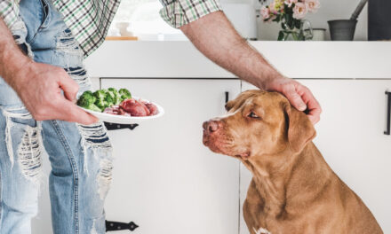 Homemade Dog Food: Nutrition Requirements, Risks, and Expert Help