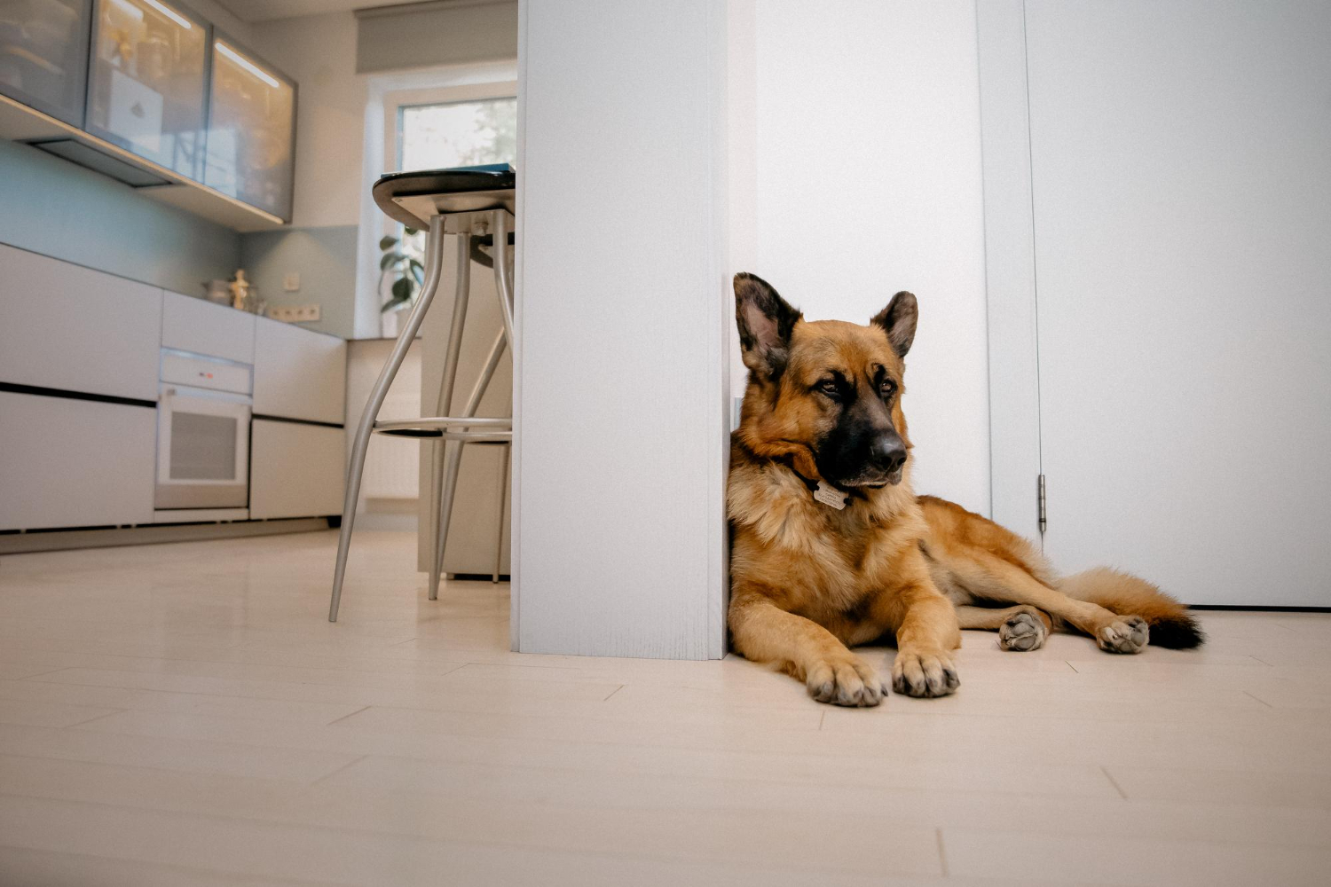 Dog-Proofing Your Home