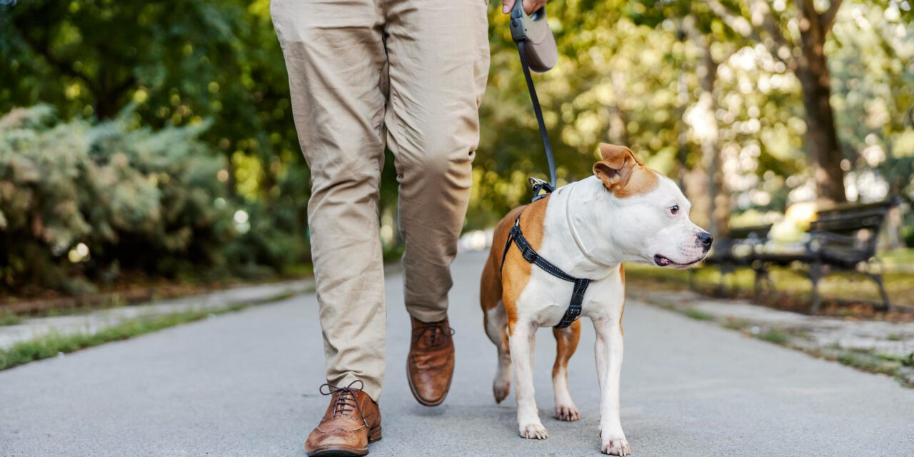 How Often Should You Walk Your Dog? Build a Routine That Fits