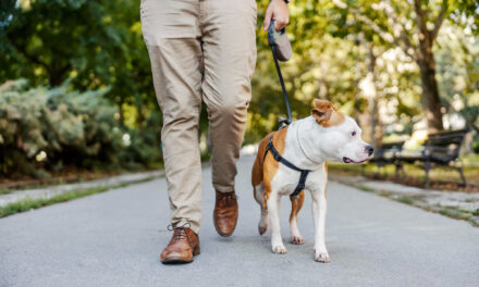 How Often Should You Walk Your Dog? Build a Routine That Fits