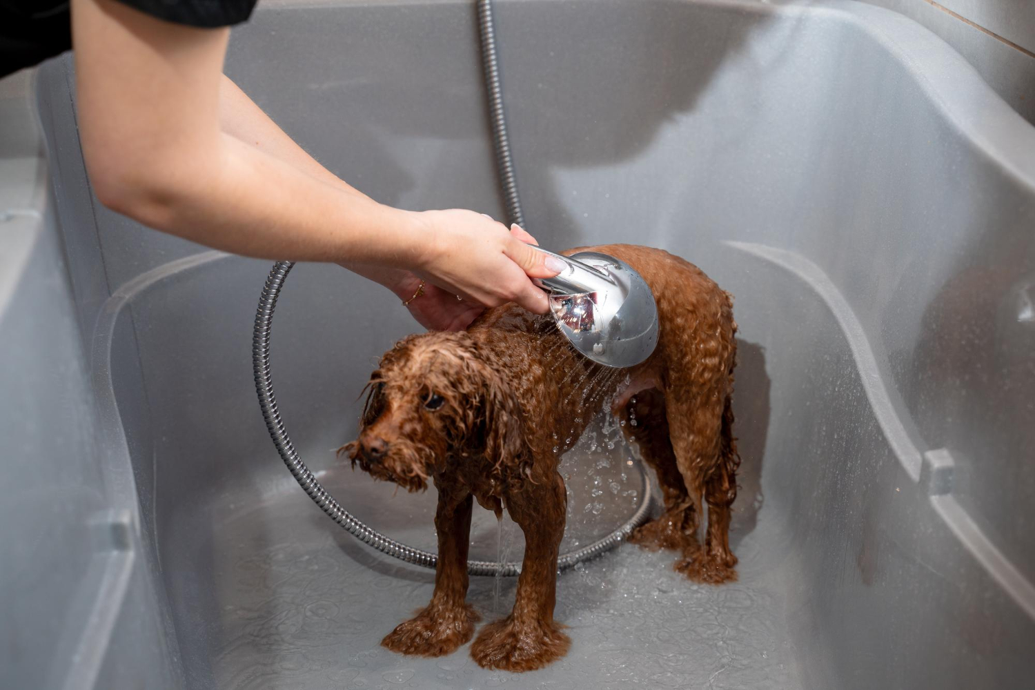 How Often Should You Bathe Your Dog