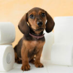 How to Potty Train a Puppy: Routines, Setups, and Setbacks