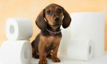 How to Potty Train a Puppy: Routines, Setups, and Setbacks