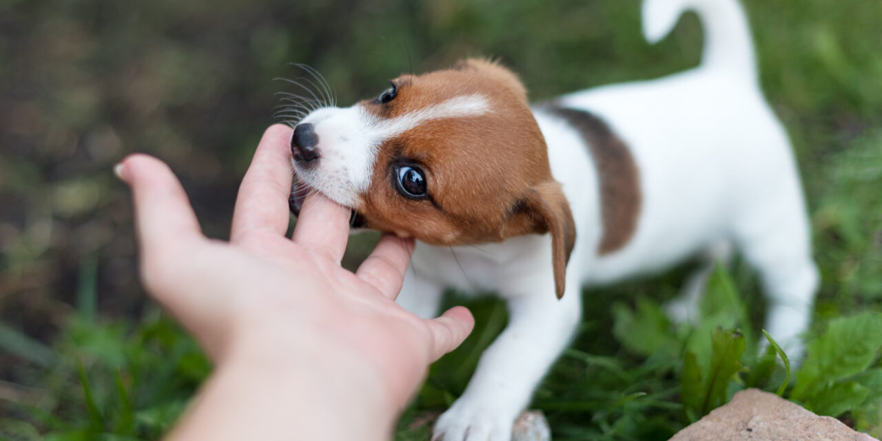 How to Stop Puppy Biting: Play, Redirection, and Better Setups
