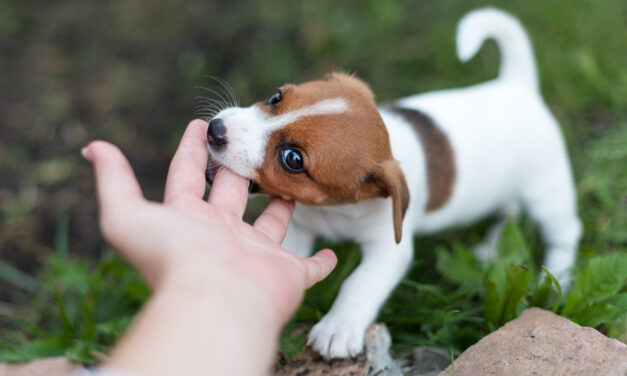 How to Stop Puppy Biting: Play, Redirection, and Better Setups