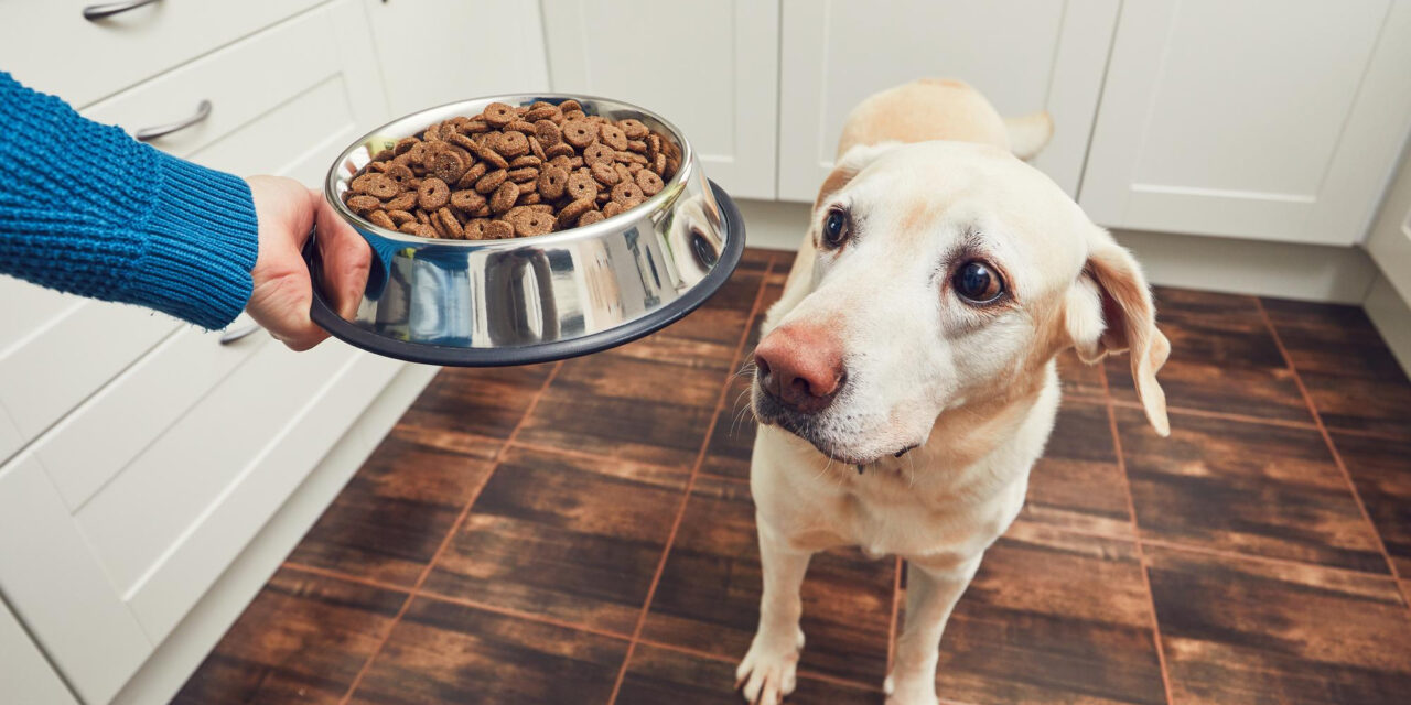 Dog Food for Sensitive Stomachs: Choosing Options With Your Vet