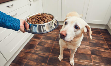 Dog Food for Sensitive Stomachs: Choosing Options With Your Vet