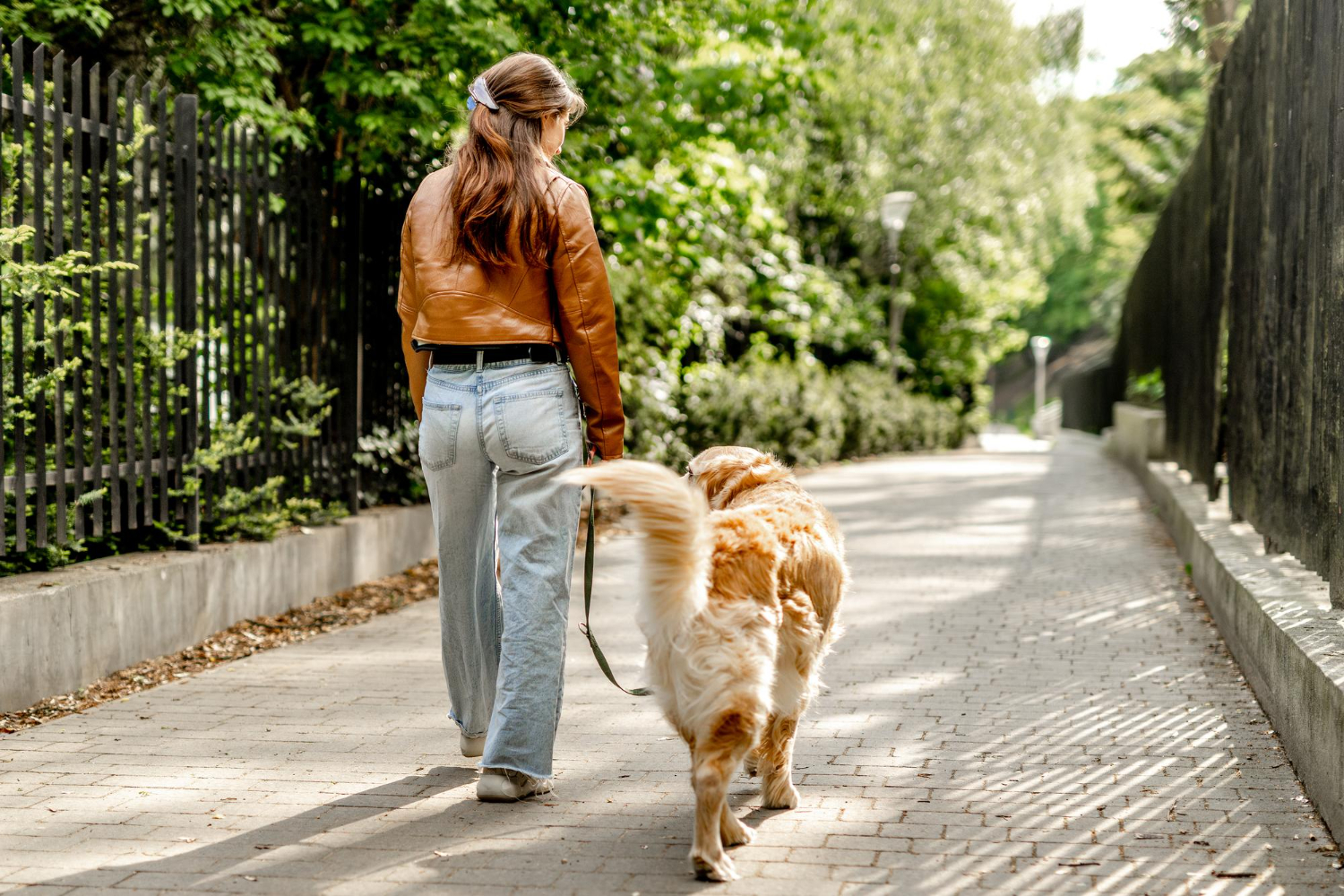 How Often Should You Walk Your Dog