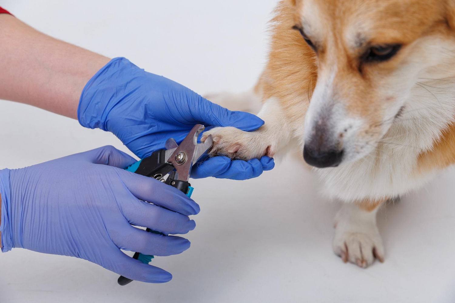 How to Trim Dog Nails