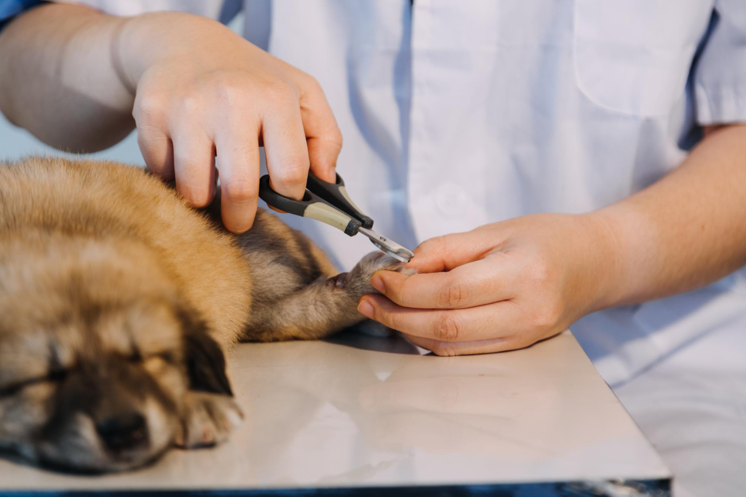 How to Trim Dog Nails