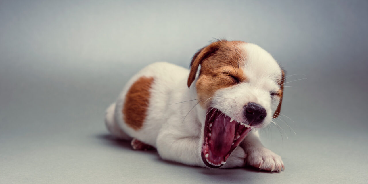 Puppy Teething: Timeline, Chewing Needs, and Comfort Questions