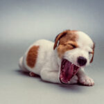 Puppy Teething: Timeline, Chewing Needs, and Comfort Questions