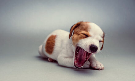 Puppy Teething: Timeline, Chewing Needs, and Comfort Questions