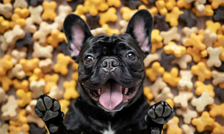 Dog Treats and Toppers: Portions, Training Rewards, and Diet Balance