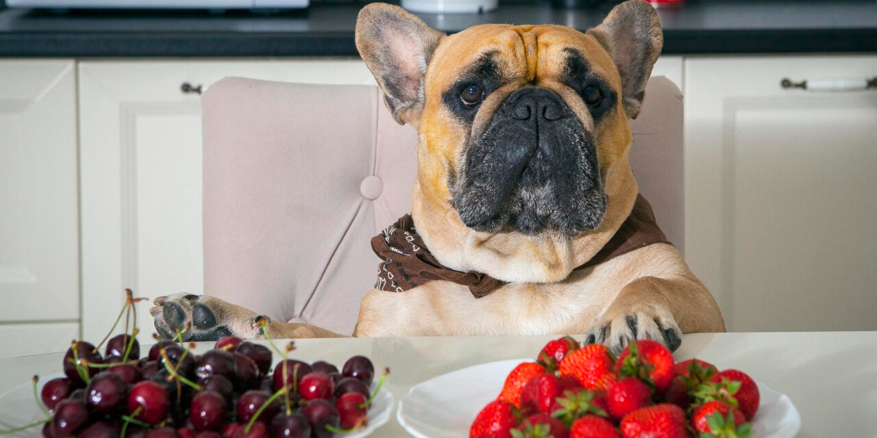 Foods Dogs Should Never Eat: Ingredients, Risks, and What to Do