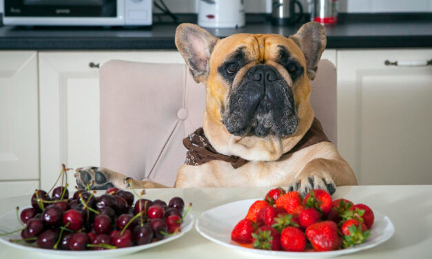 Foods Dogs Should Never Eat: Ingredients, Risks, and What to Do