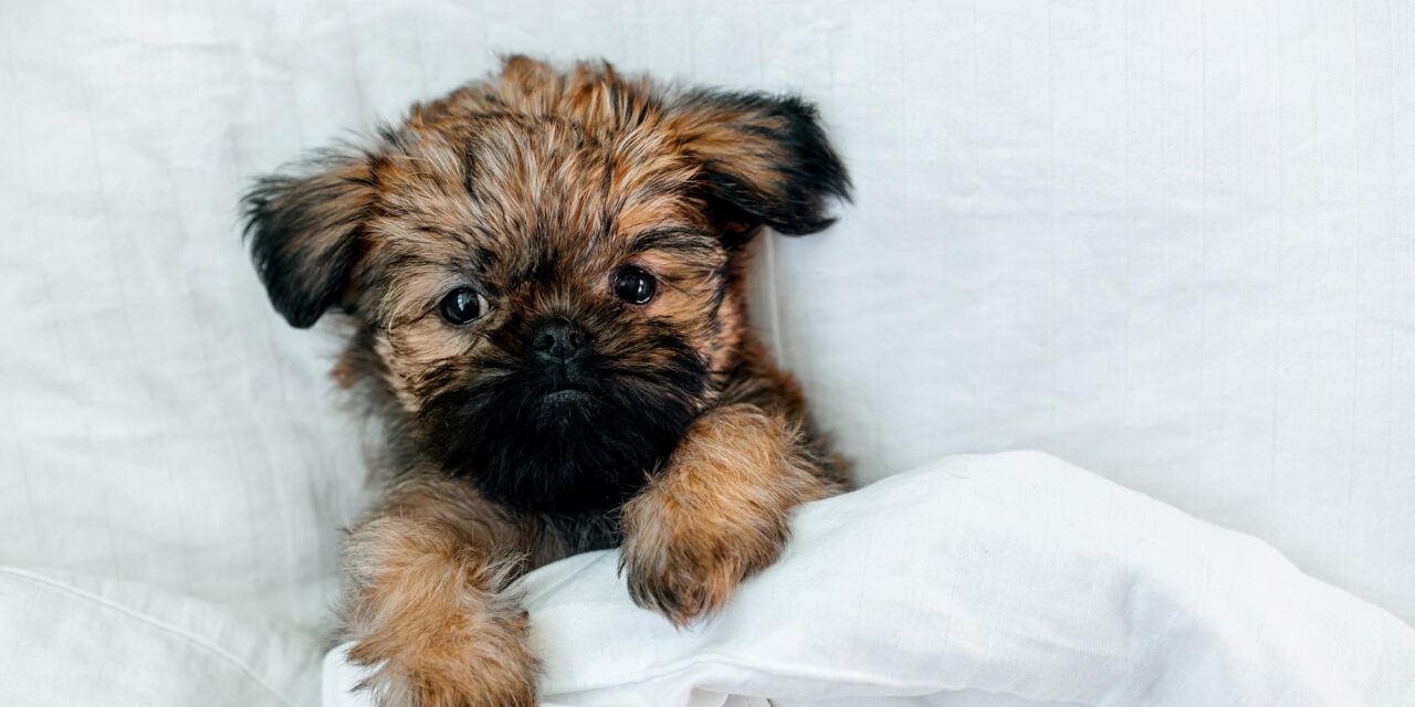 Puppy Schedule: A Daily Routine for Meals, Potty Breaks, Play, and Rest