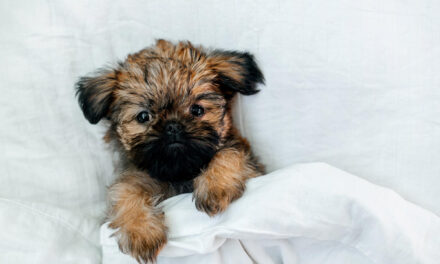 Puppy Schedule: A Daily Routine for Meals, Potty Breaks, Play, and Rest
