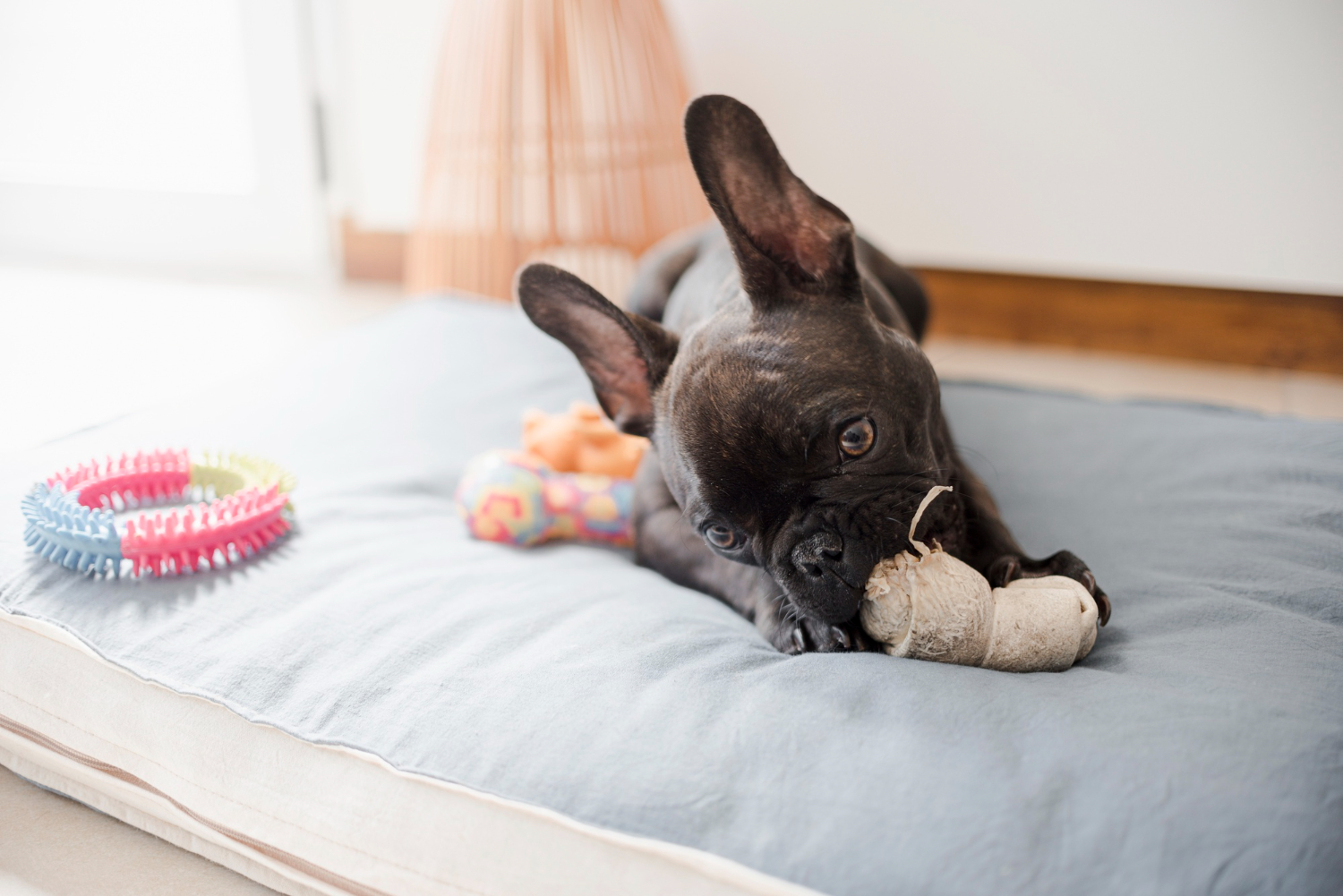 Indoor Dog Enrichment