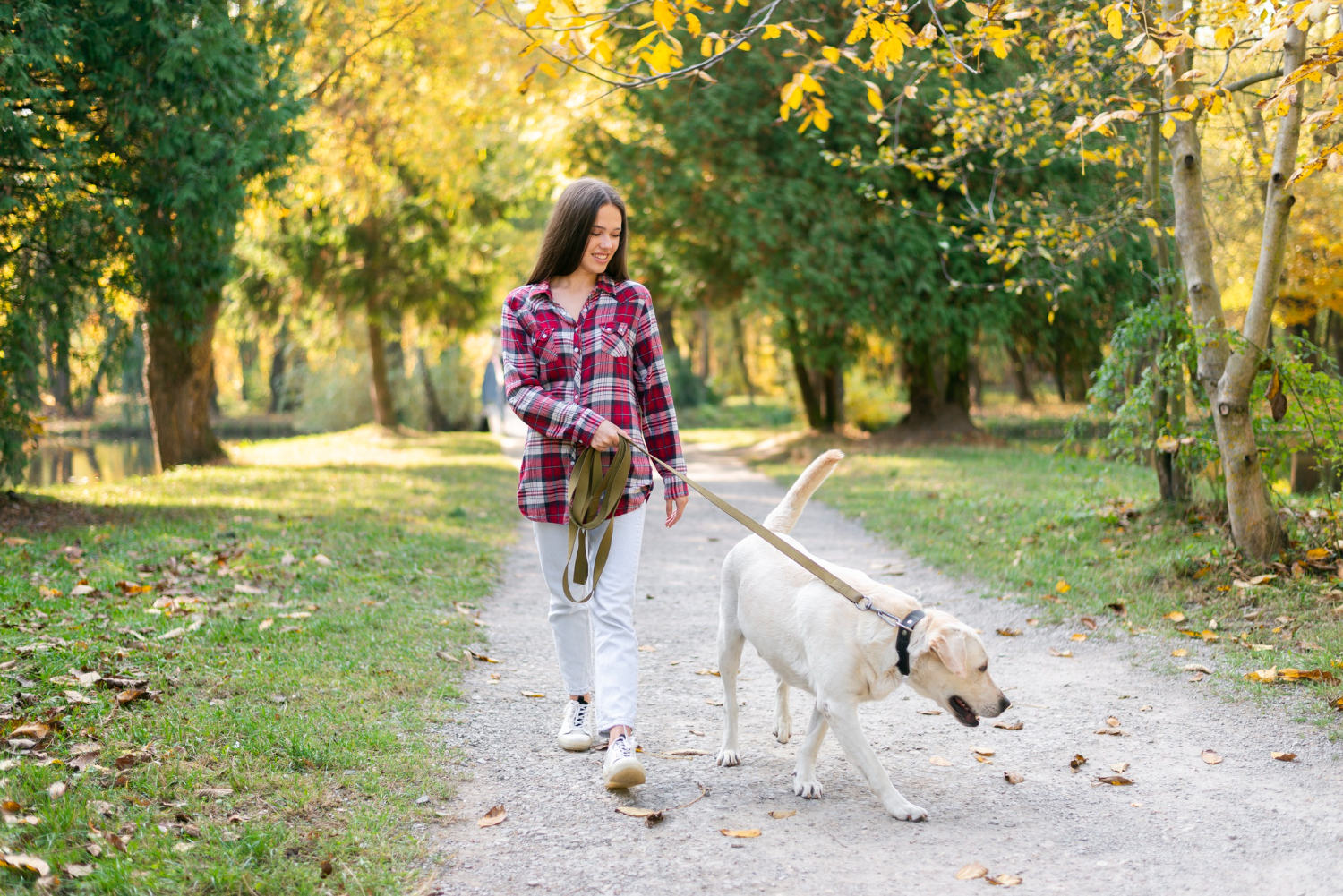 How Often Should You Walk Your Dog