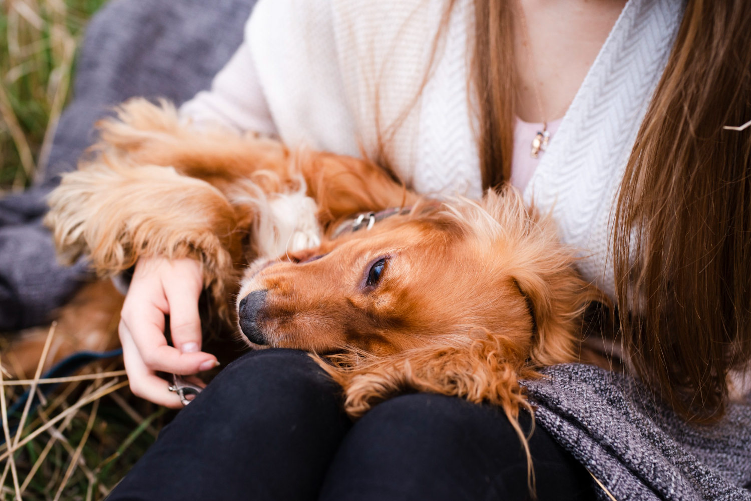 Everyday Dog Care