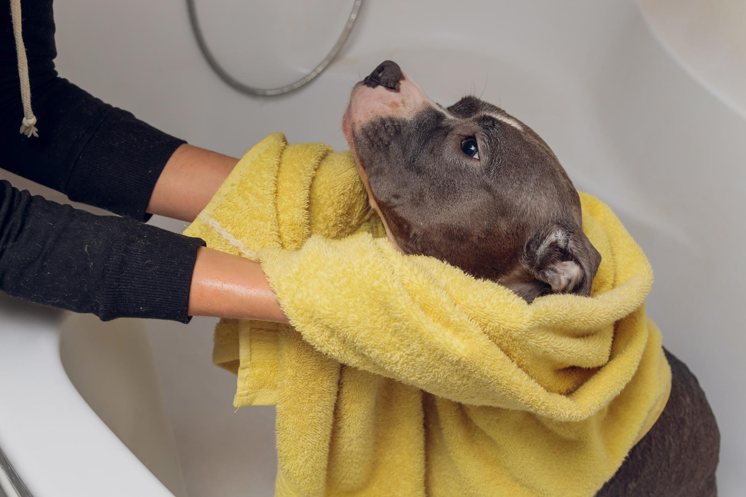 How Often Should You Bathe Your Dog