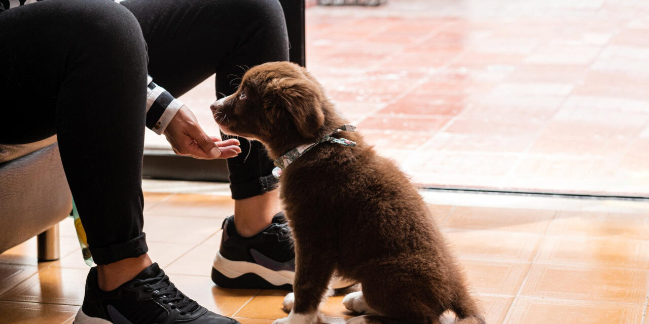 Crate Training a Puppy: Introductions, Routines, and Troubleshooting