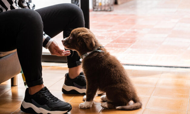 Crate Training a Puppy: Introductions, Routines, and Troubleshooting