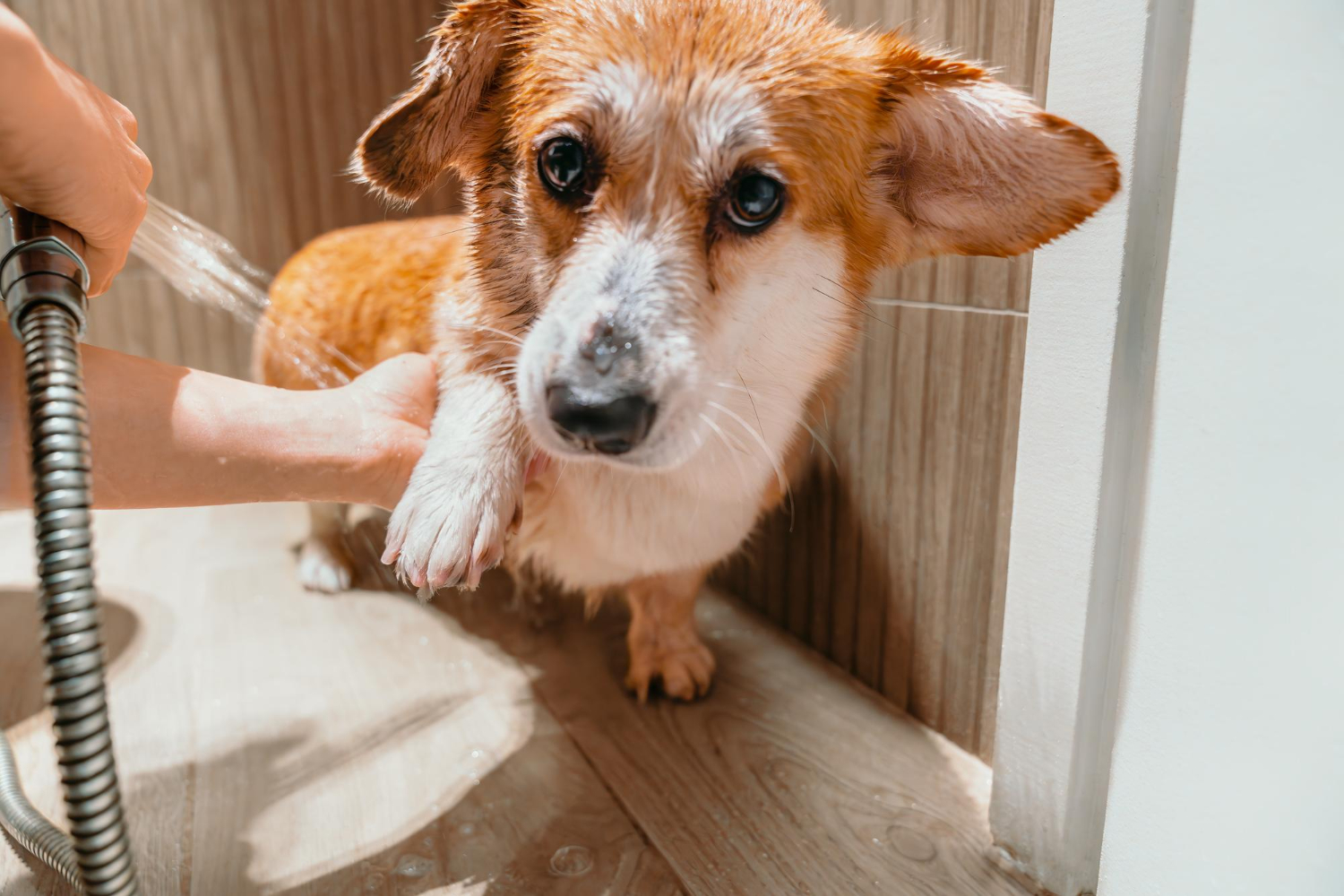 How Often Should You Bathe Your Dog