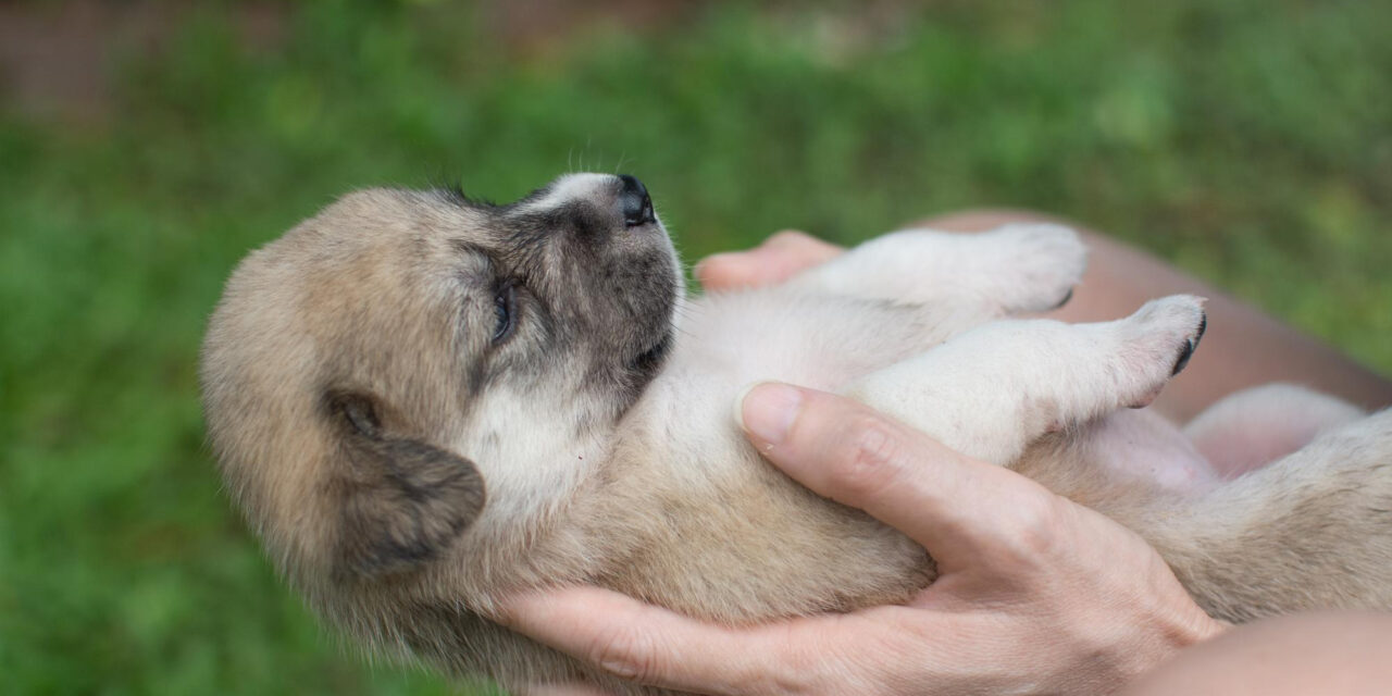 Puppy Care Guide: From Homecoming Through Adolescence