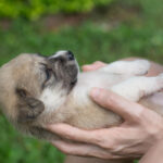 Puppy Care Guide: From Homecoming Through Adolescence