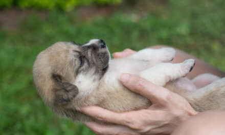Puppy Care Guide: From Homecoming Through Adolescence