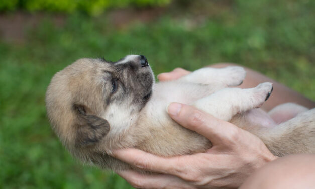 Puppy Care Guide: From Homecoming Through Adolescence