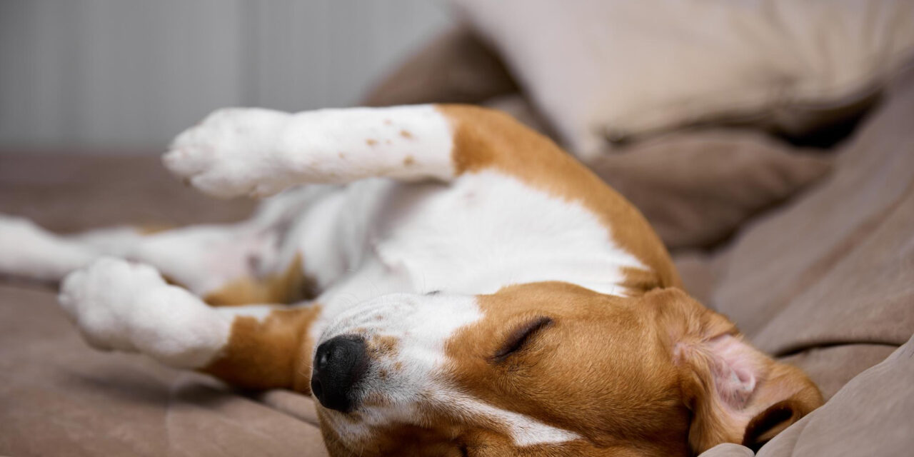 Why Do Dogs Sleep So Much? Sleep Needs, Daily Patterns, and Changes to Watch