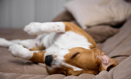 Why Do Dogs Sleep So Much? Sleep Needs, Daily Patterns, and Changes to Watch