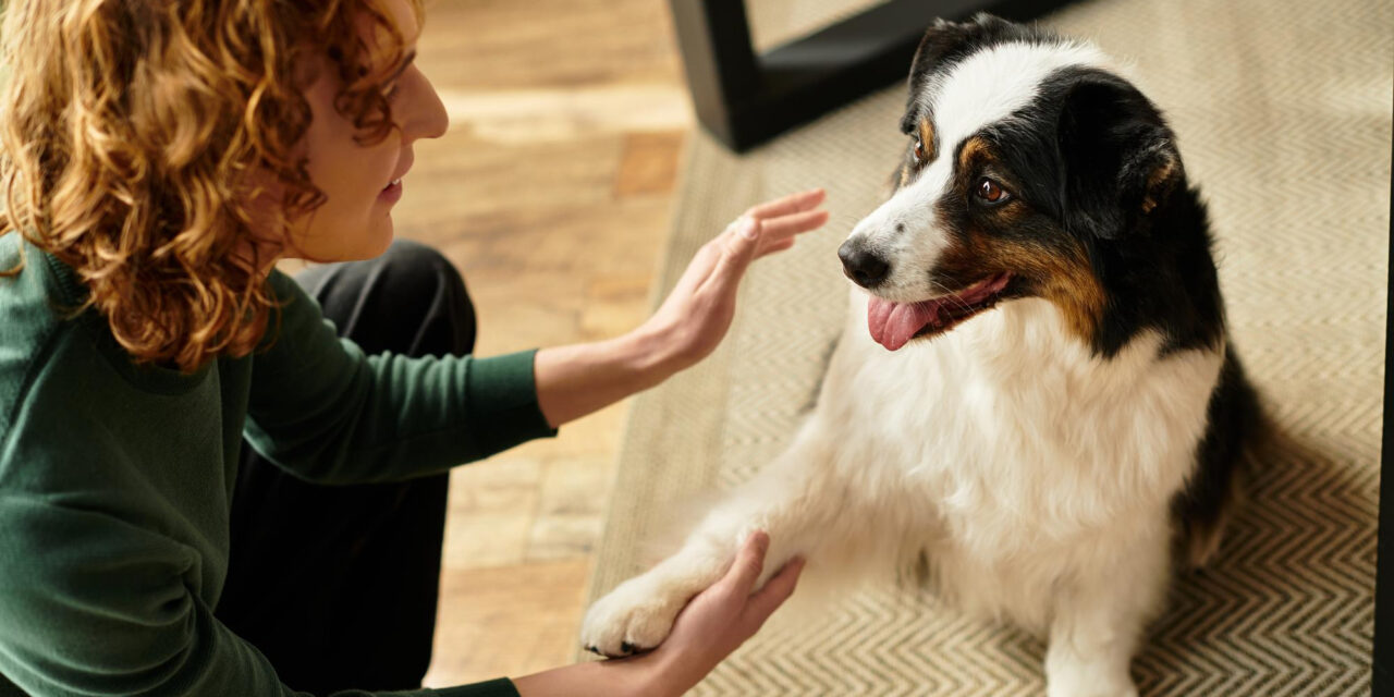 Indoor Dog Enrichment: Games and Activities for Real Homes