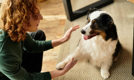 Indoor Dog Enrichment: Games and Activities for Real Homes