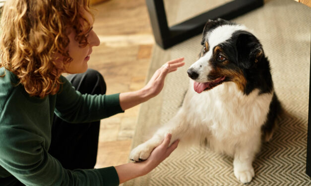 Indoor Dog Enrichment: Games and Activities for Real Homes