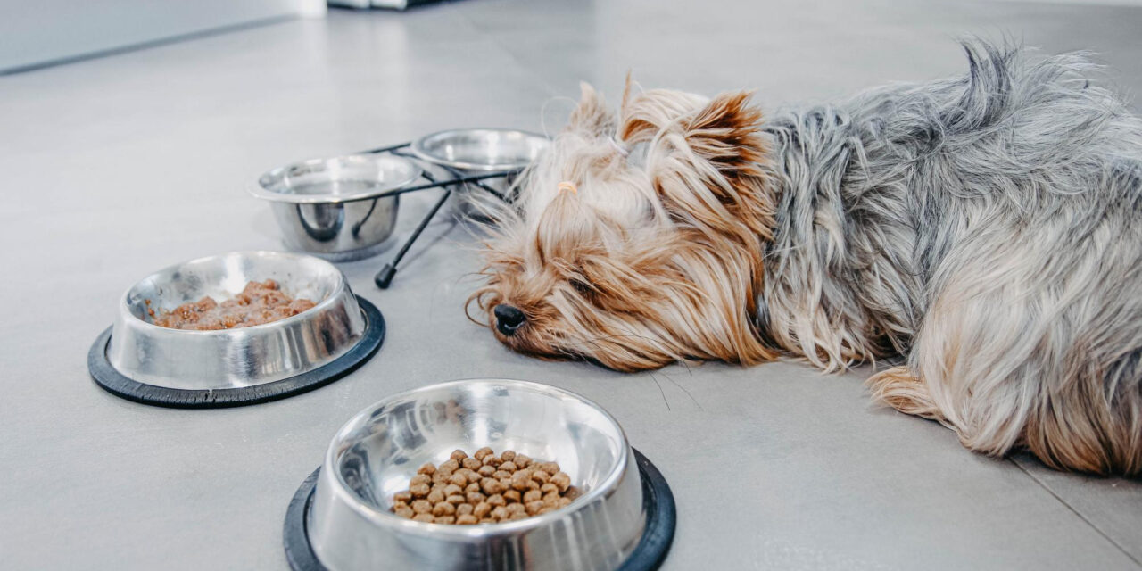 How Much Should I Feed My Dog? Portions, Calories, and Adjustment